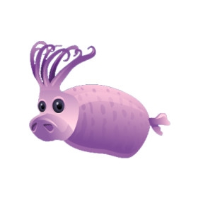 Purple Piglet Squid